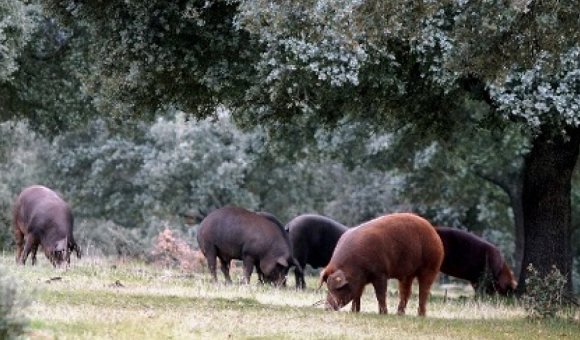 Ibérico varkensvlees, nieuw in het assortiment!